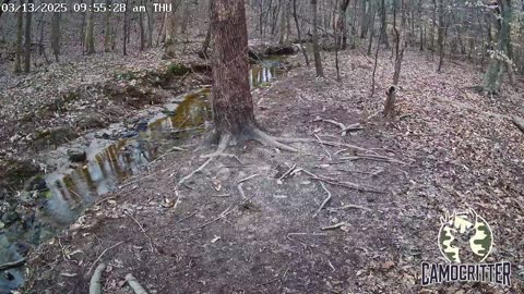 CamoCritter Critter Cam Live Stream