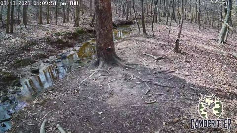 CamoCritter Critter Cam Live Stream