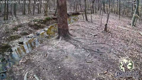 CamoCritter Critter Cam Live Stream