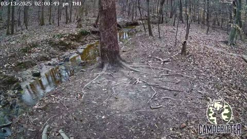 CamoCritter Critter Cam Live Stream