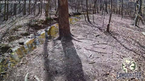 CamoCritter Critter Cam Live Stream