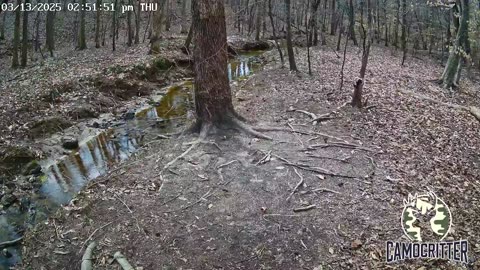 CamoCritter Critter Cam Live Stream