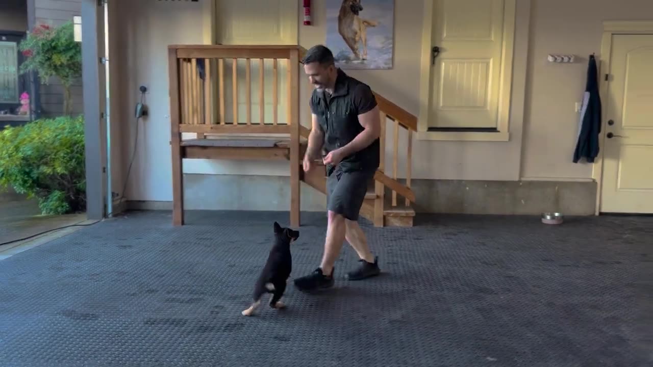 Dog training video | First Step to Training Your New Puppy