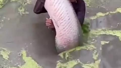 Giant fish