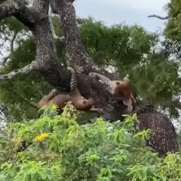 Fighting Tiger in jungle