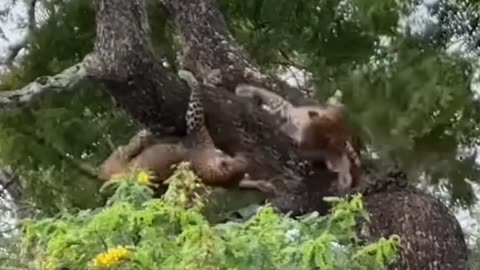 Fighting Tiger in jungle