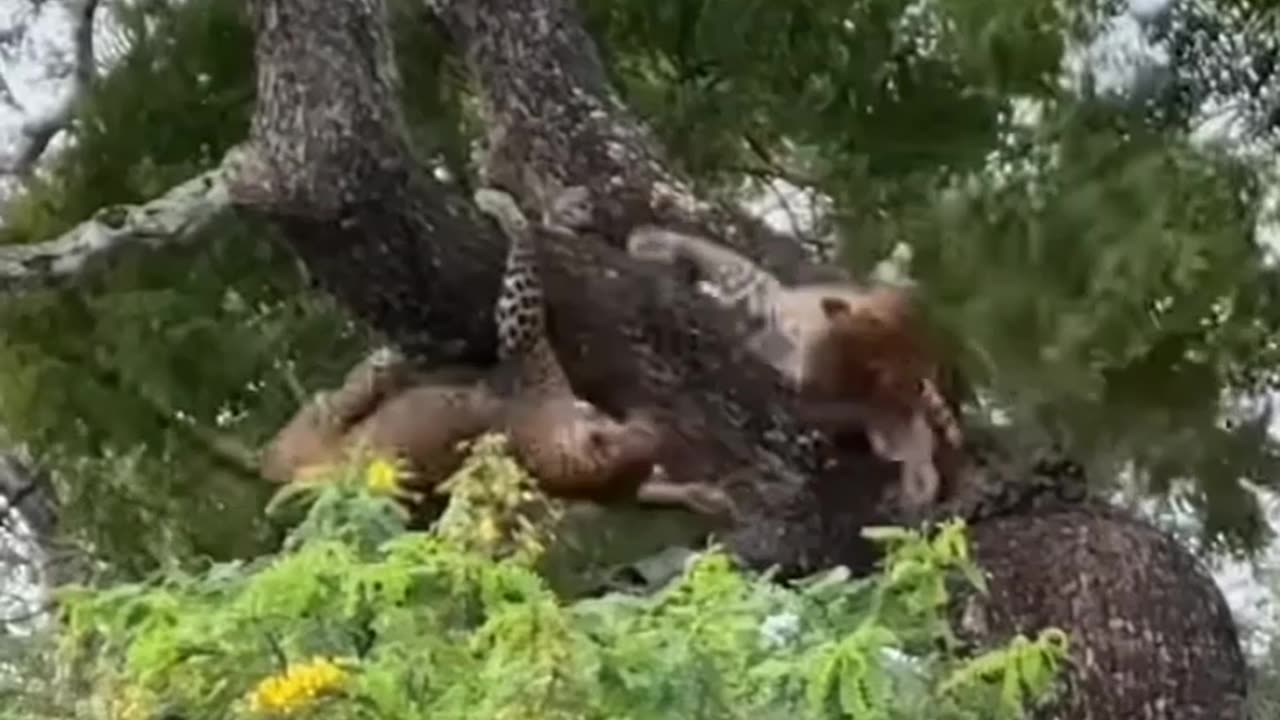 Fighting Tiger in jungle