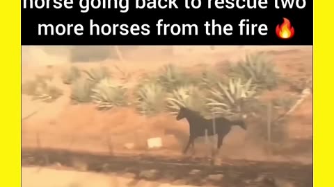 Incredible Video of a Horse Rescuing Two More Horses From the Fire