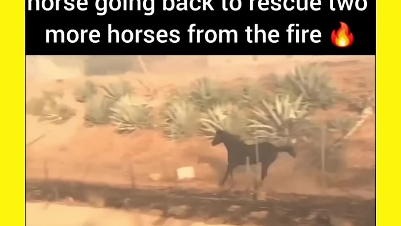 Incredible Video of a Horse Rescuing Two More Horses From the Fire