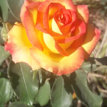 Rose in the summer garden