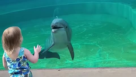 Don't miss out pure affection! Dolphin and a little girl!