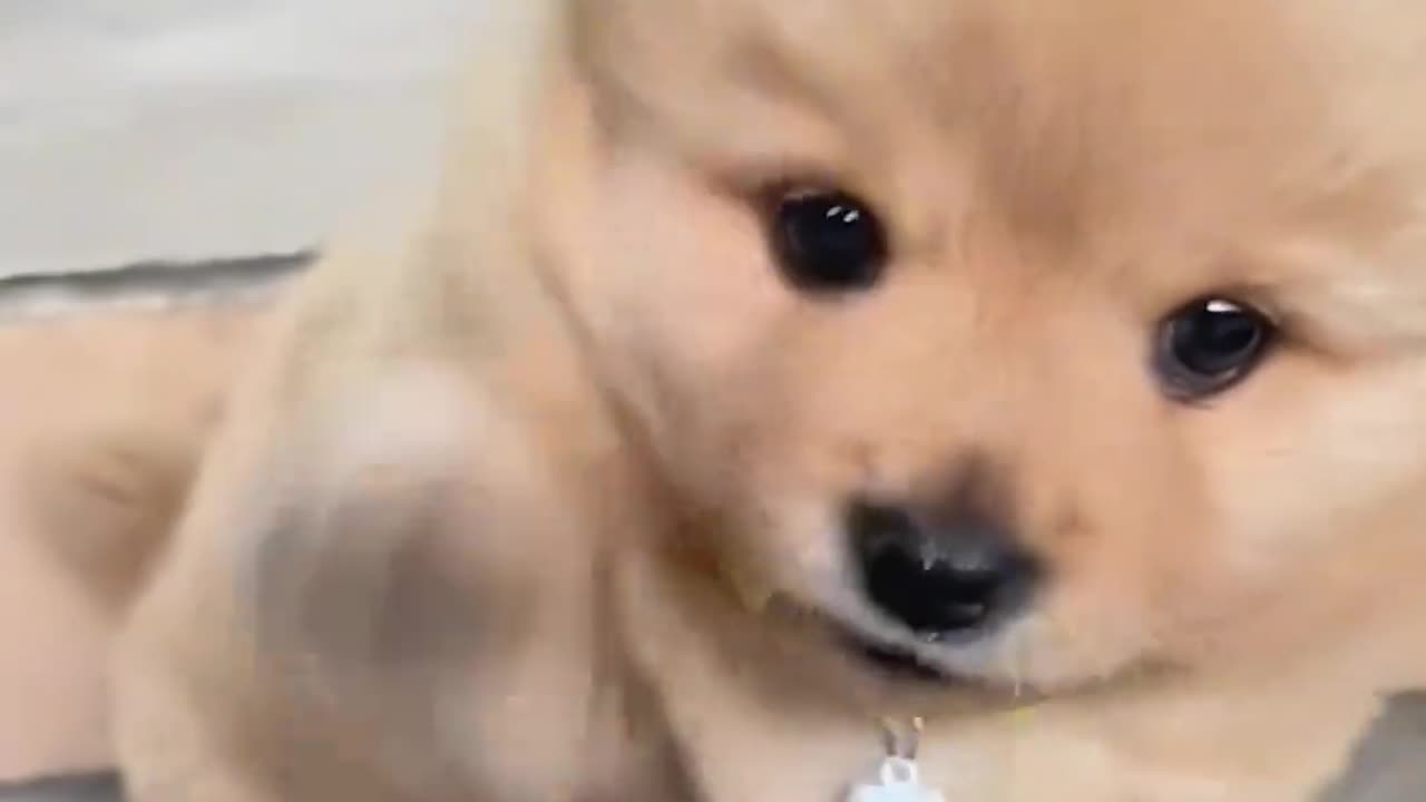 "Check out what dogs everyone has; Super Tiny Shiba Inu."