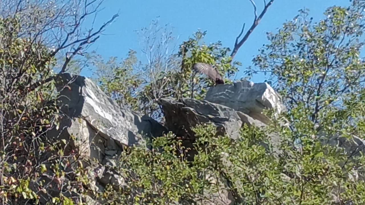 Turkey Vulture 'Me Bud' Lands on Rock