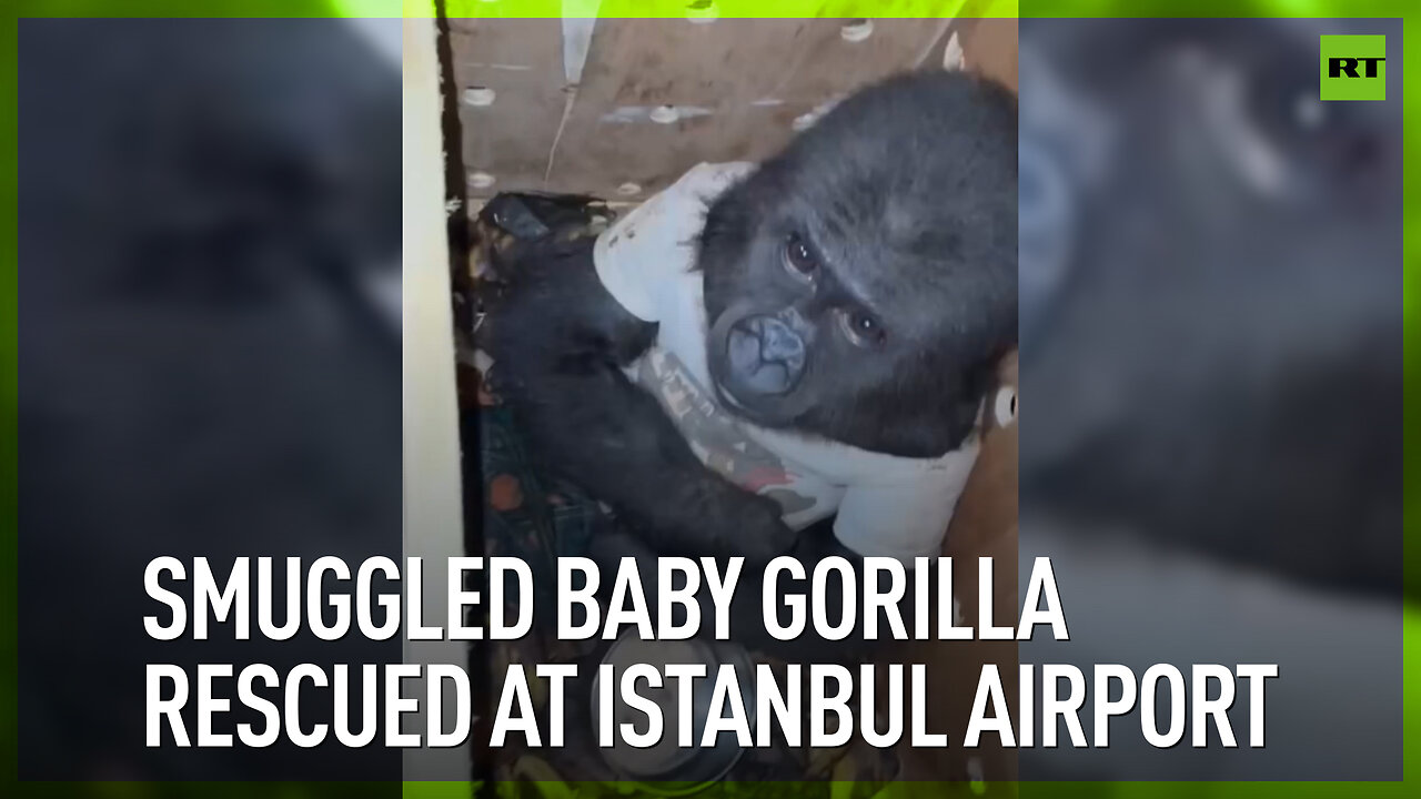 Smuggled baby gorilla rescued at Istanbul airport