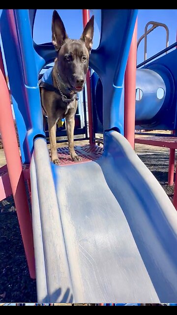 Funny Belgian Malinois dog plays on slide at playground.🐕😂😂😂