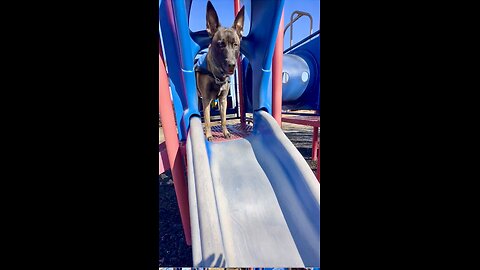 Funny Belgian Malinois dog plays on slide at playground.🐕😂😂😂