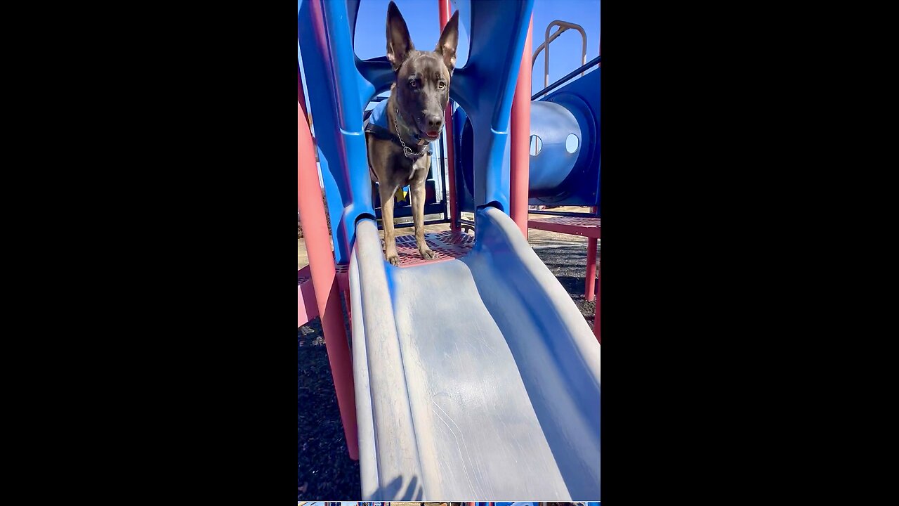 Funny Belgian Malinois dog plays on slide at playground.🐕😂😂😂