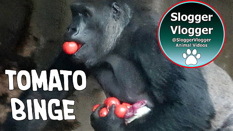 Gorillas on a Tomato Binge – Frankfurt Zoo