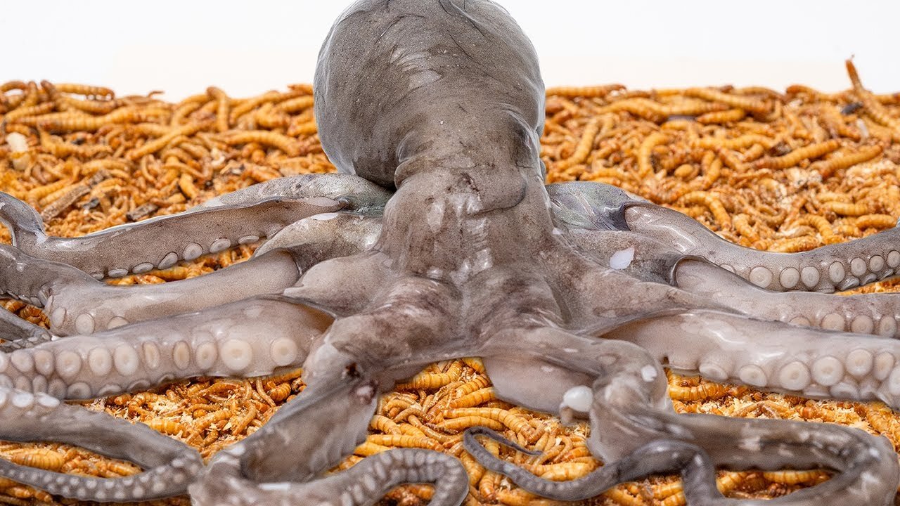 10000 Hungry Mealworms VS Octopus | Timelapse | PSN EXPERIMENT