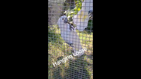 Cockatoo's having fun together