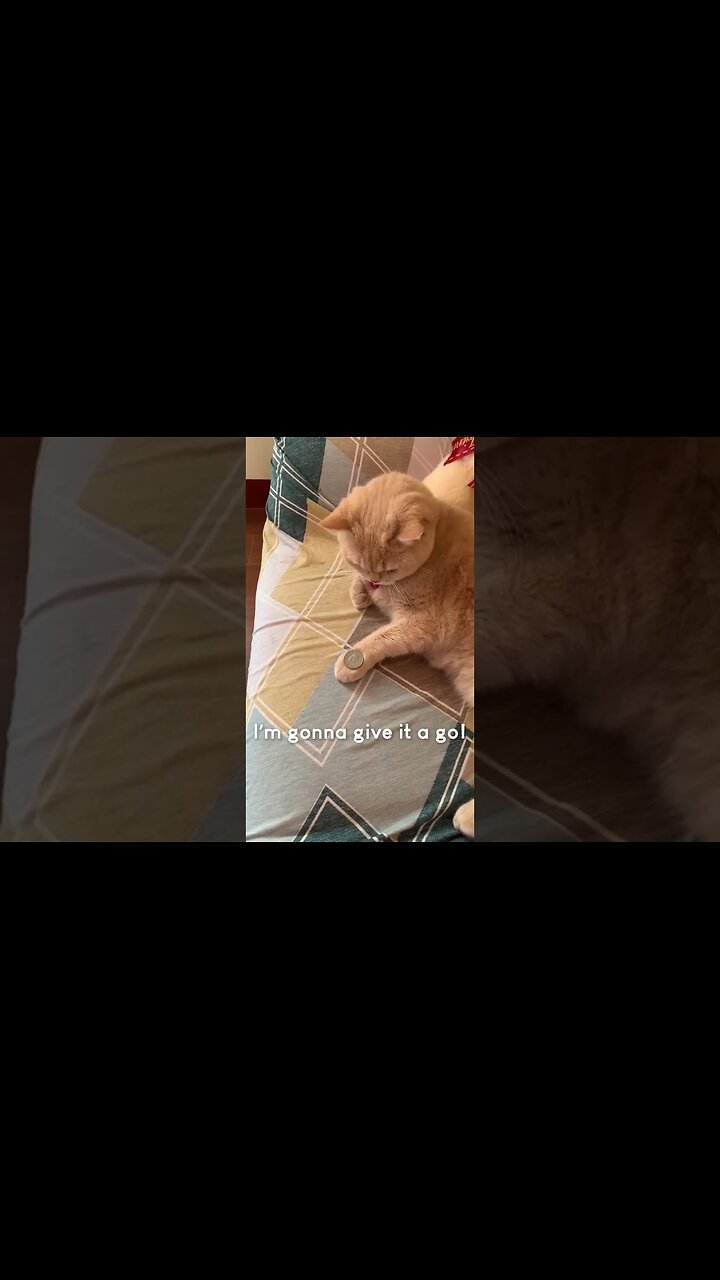 Amazing Cat Performs Magic Trick