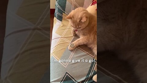 Amazing Cat Performs Magic Trick!