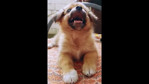 This Cute Puppy’s Smile Will Make Your Day! 🐶❤️