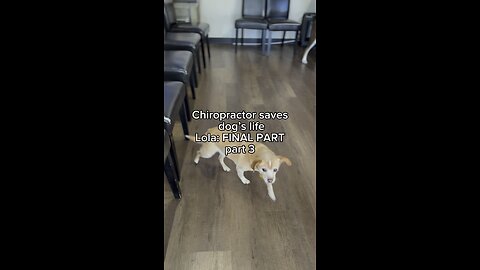 The Incredible Progress: dog given 24 hours walks thanks to chiropractor