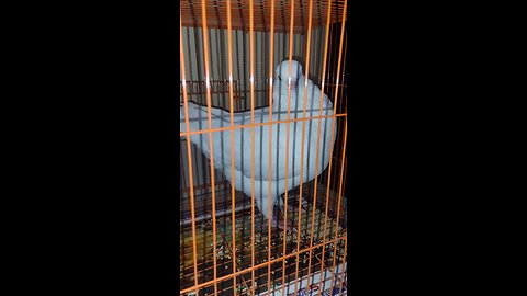 Royal white pigeon, love for her.