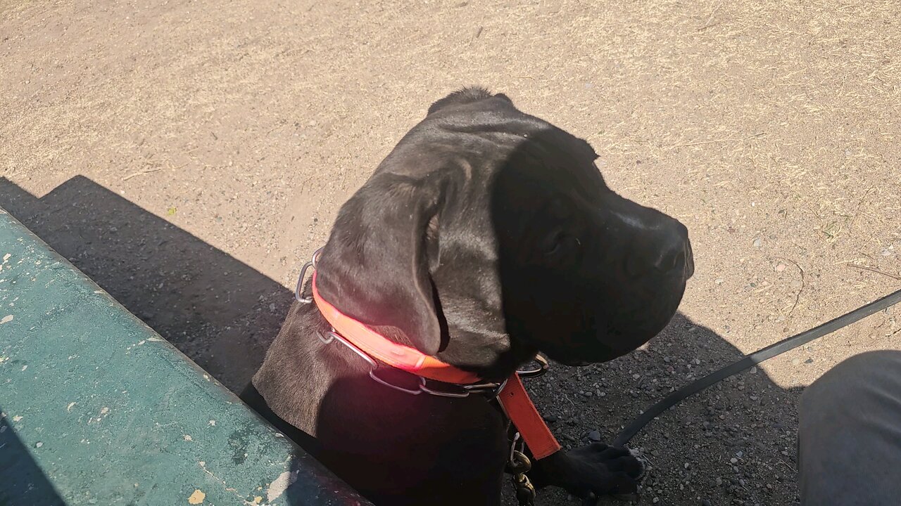Calling you protection dog to arms!