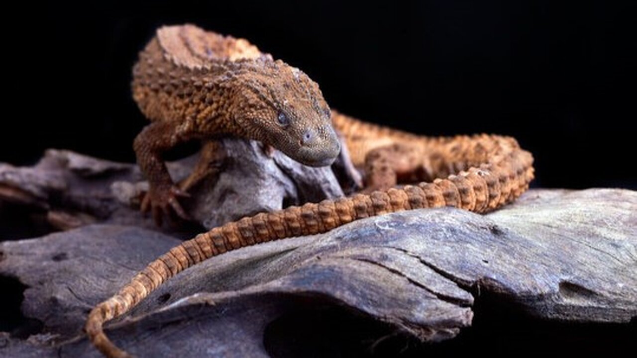 ¡INCREIBLE! Conoce al MISTERIOSO lagarto sin orejas de BORNEO