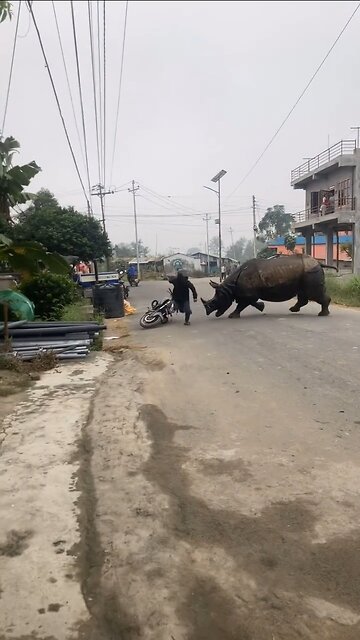 rhinoceros in Indian village 😱