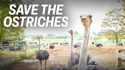 Save the ostriches! Help stop the Canadian government's cruel killing order