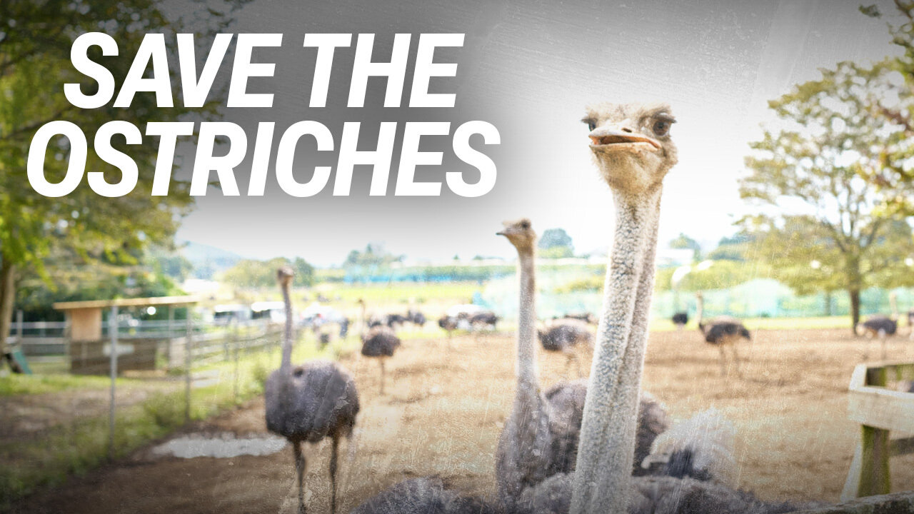 Save the ostriches! Help stop the Canadian government's cruel killing order