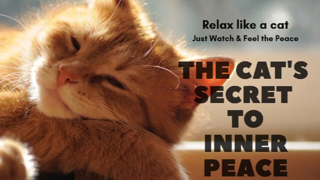 “🐱 Relaxing Cat Video | Meditative & Calming Music for Stress Relief” - Viral Cat Meditation 🐈