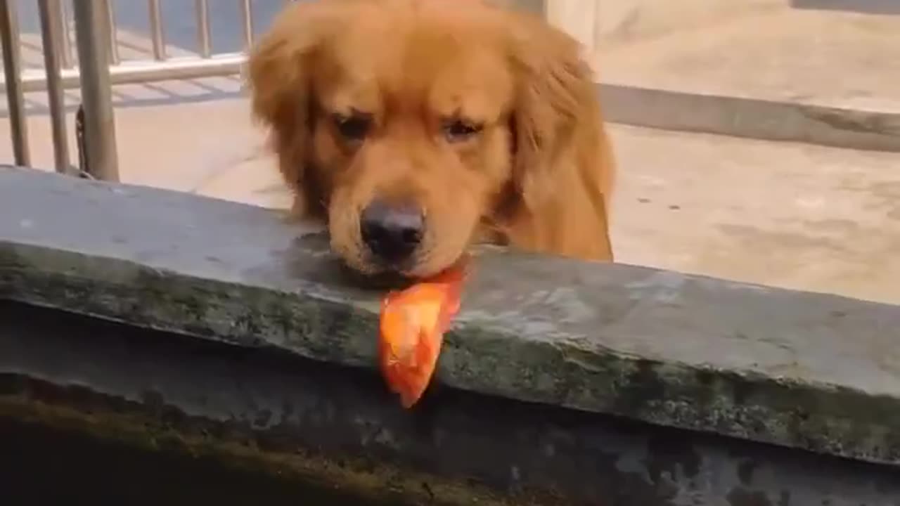 He tired his best 😌