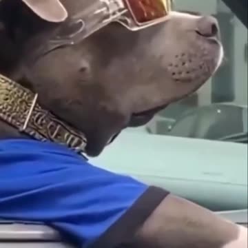 🐶😂 Hilarious Pet Antics Compilation | Try Not to Laugh! 🎬