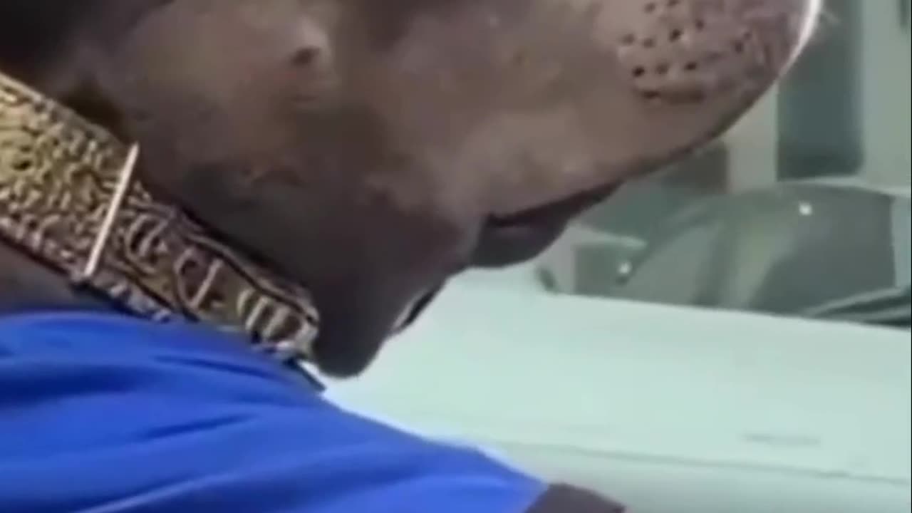 🐶😂 Hilarious Pet Antics Compilation | Try Not to Laugh! 🎬