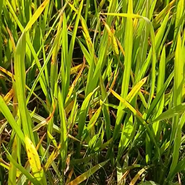 Natural scenic view of Gramganj Location Sunamganj video 2025 skc.com 26