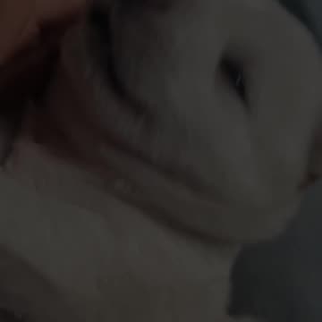 Adorable Puppy Whining Sounds