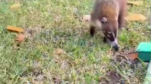 Hilarious Animal Antics: Dogs, Cats, Porcupines, and Feathered Chaos Unleashed! 🐾😂🔥