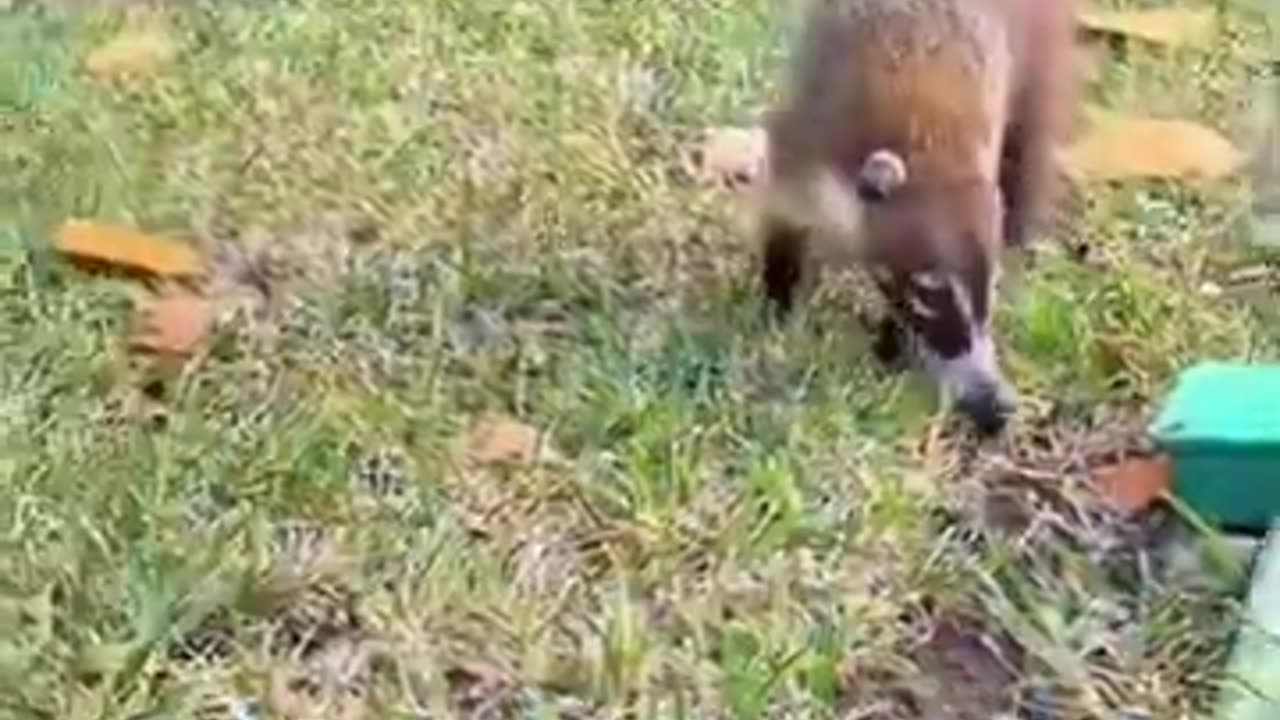 Hilarious Animal Antics: Dogs, Cats, Porcupines, and Feathered Chaos Unleashed! 🐾😂🔥