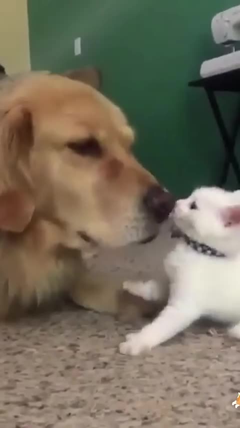 First meeting between the two children