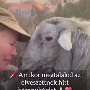 KALIFORNIA - Amikor a Mindenható Isten megmenti a bárányaidat