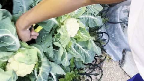 Cabbage picking