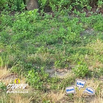 IS THIS A GROUNDHOG?