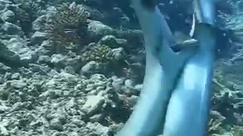 Please Enjoy Shark's Happy Time together..