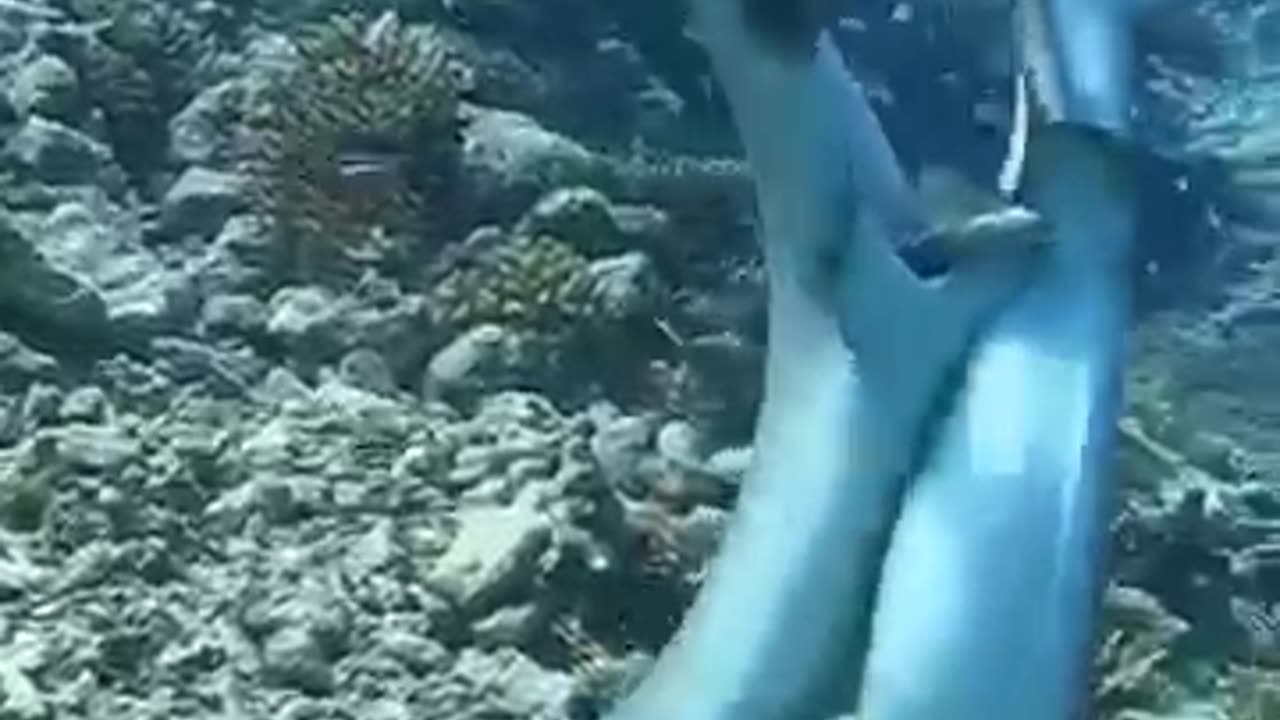 Please Enjoy Shark's Happy Time together..