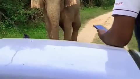 Elephant attack my vehicle💪