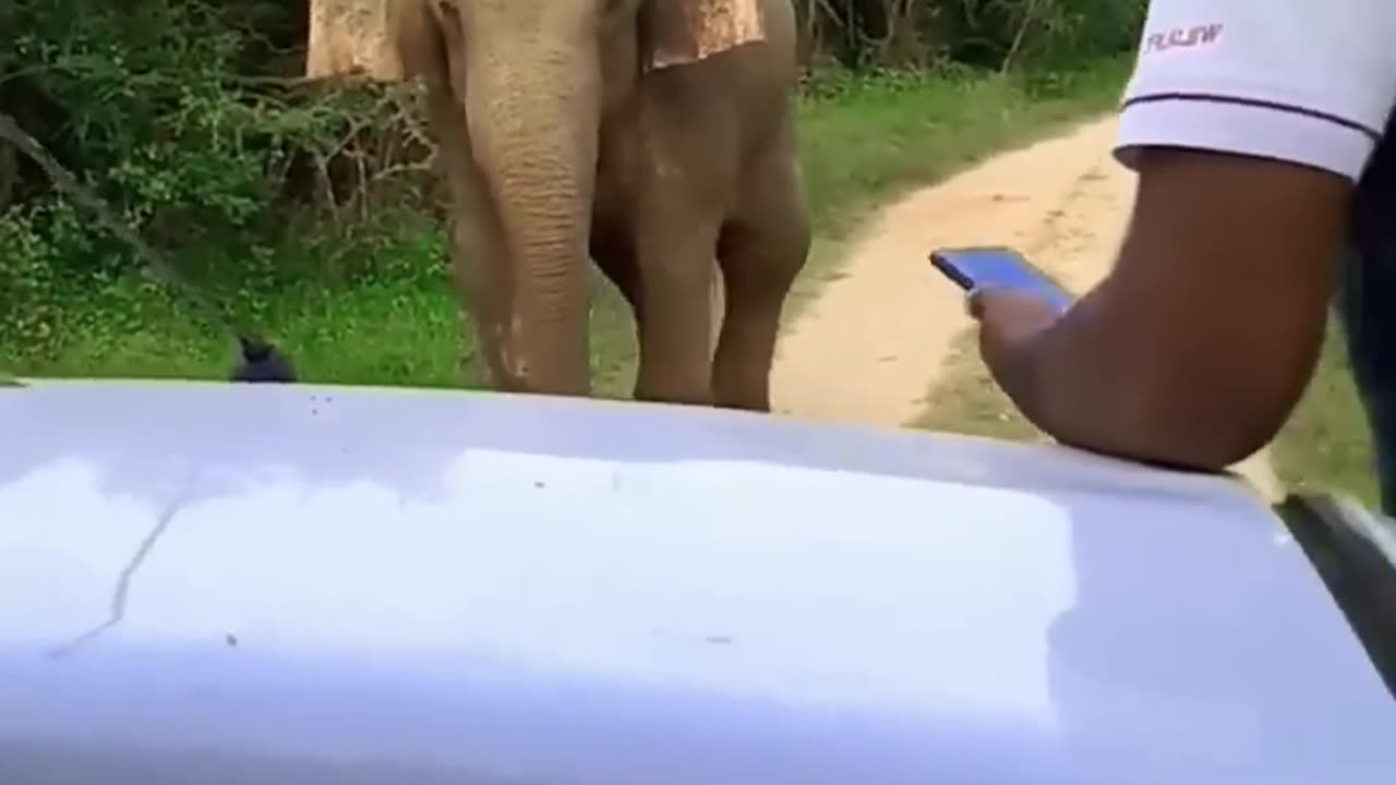 Elephant attack my vehicle💪